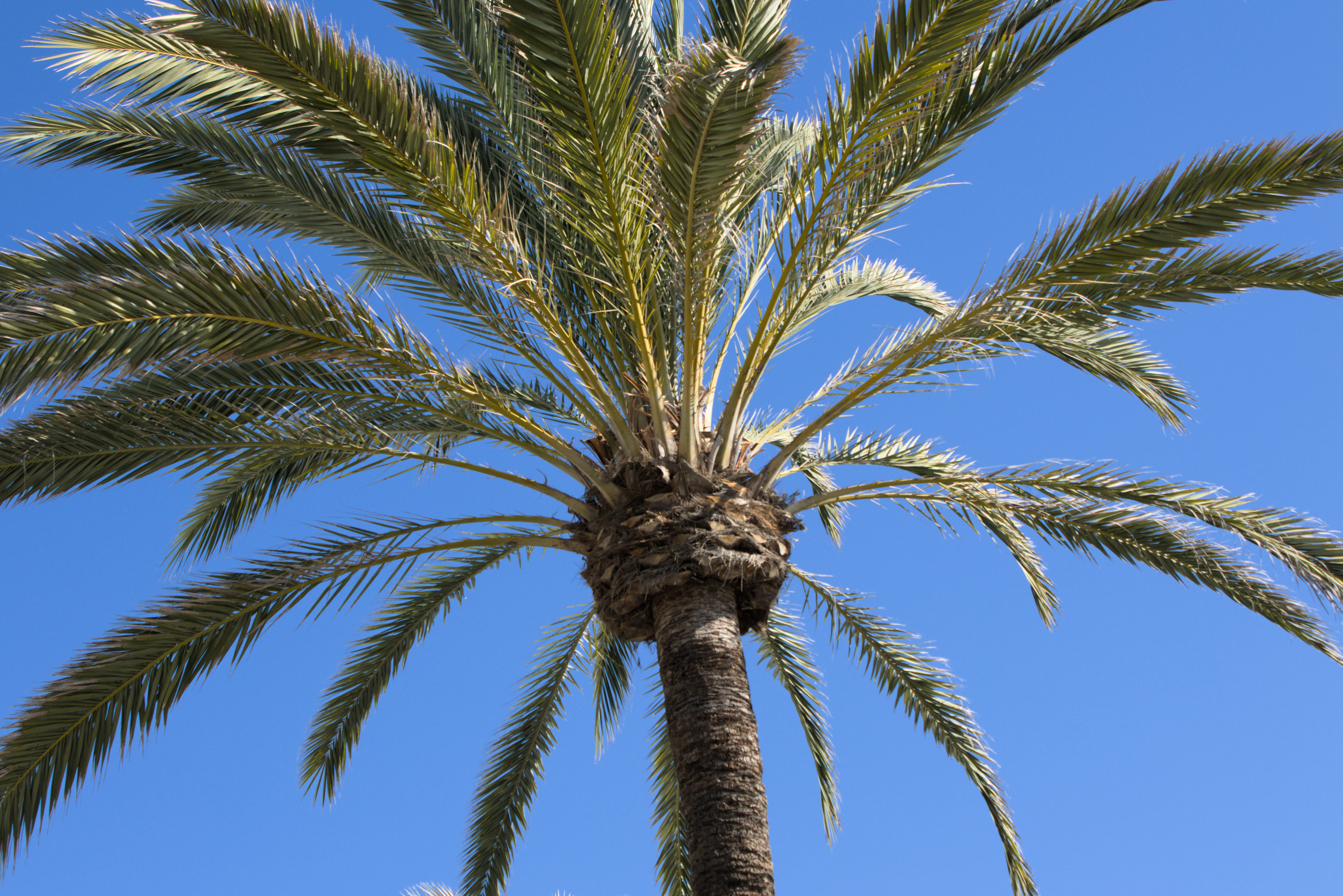 Tamron 28-300mm F3.5-6.3 (EF) - _I4A7036.webp